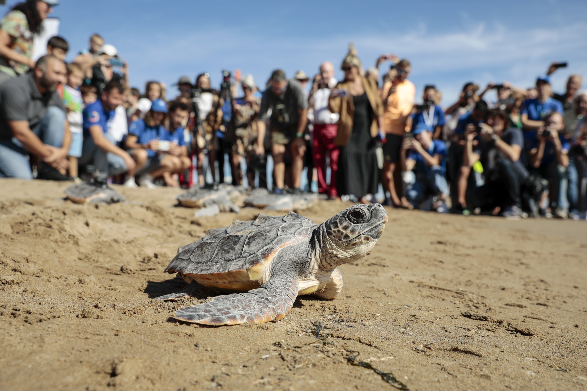 Casi un millón de crías de tortuga fueron liberadas en Cancún en 2022