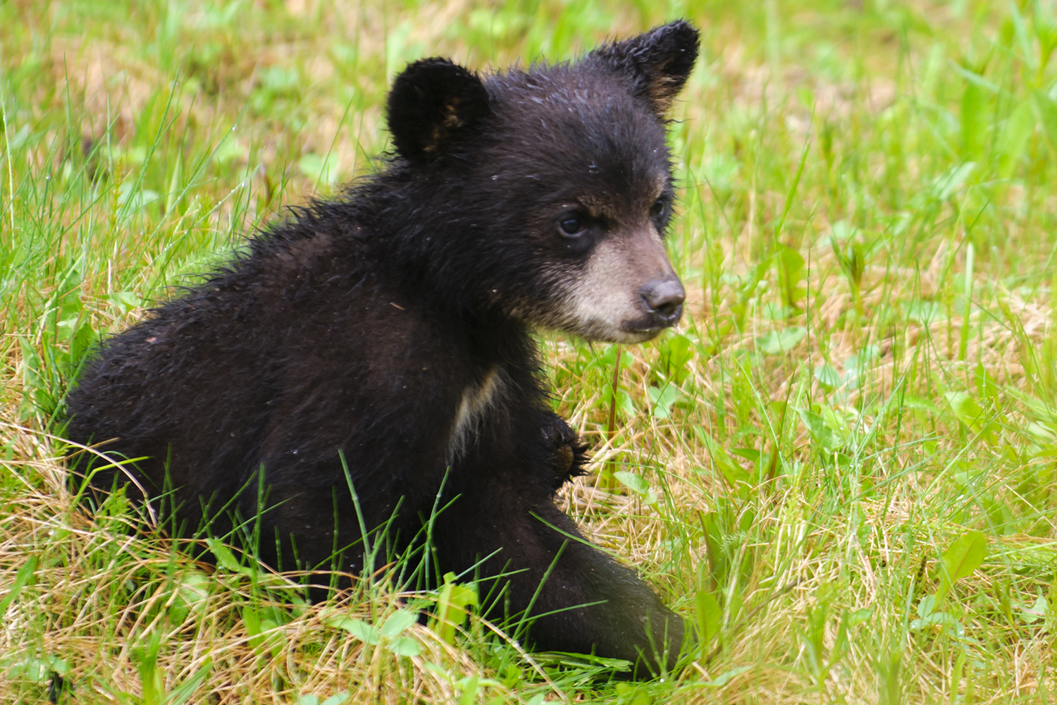 Familia Compra Un Cachorro De Oso Creyendo Que Era Un Perro 3389