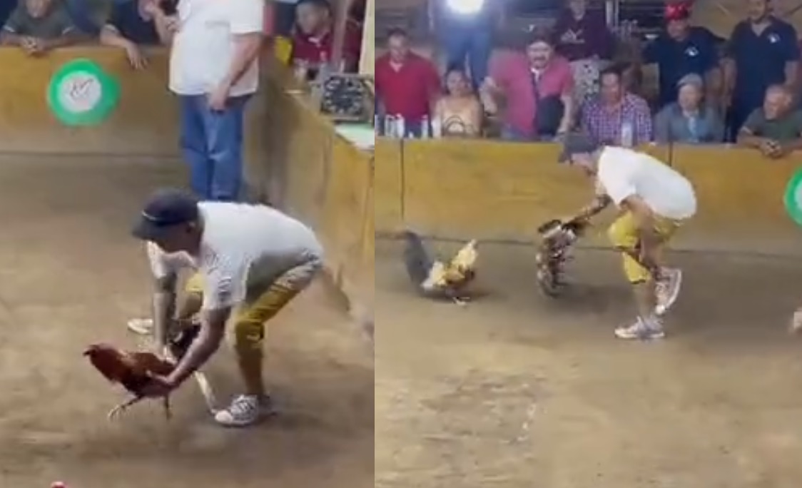 VIDEO Gallo de pelea se va contra su dueño y lo ataca en pleno espectáculo