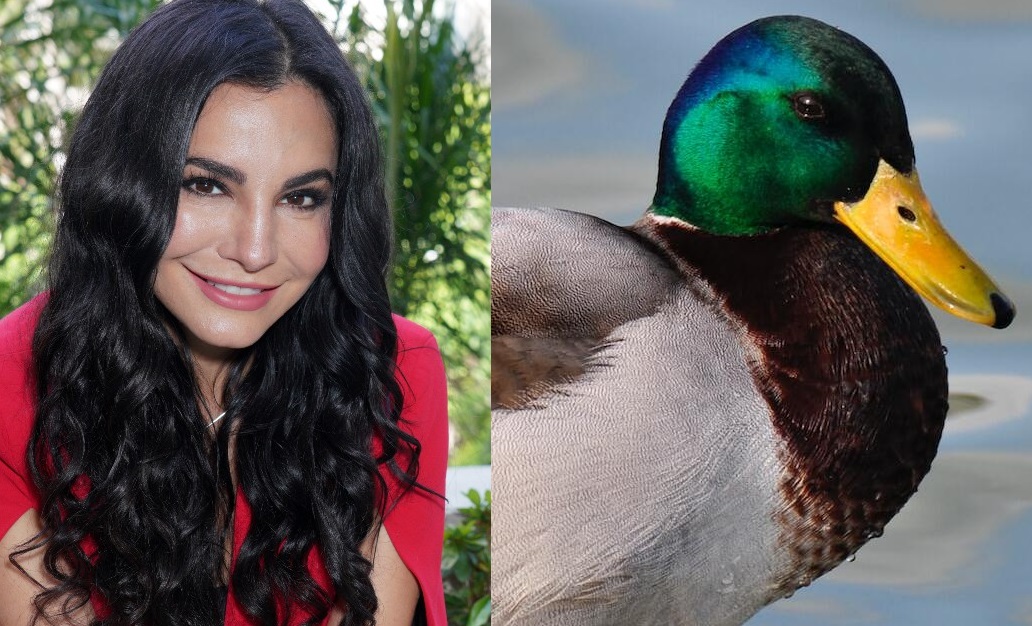 Martha Higareda Asegura Que Hay Patos Que Poseen Miembro Reproductor De Metros Dice La Verdad