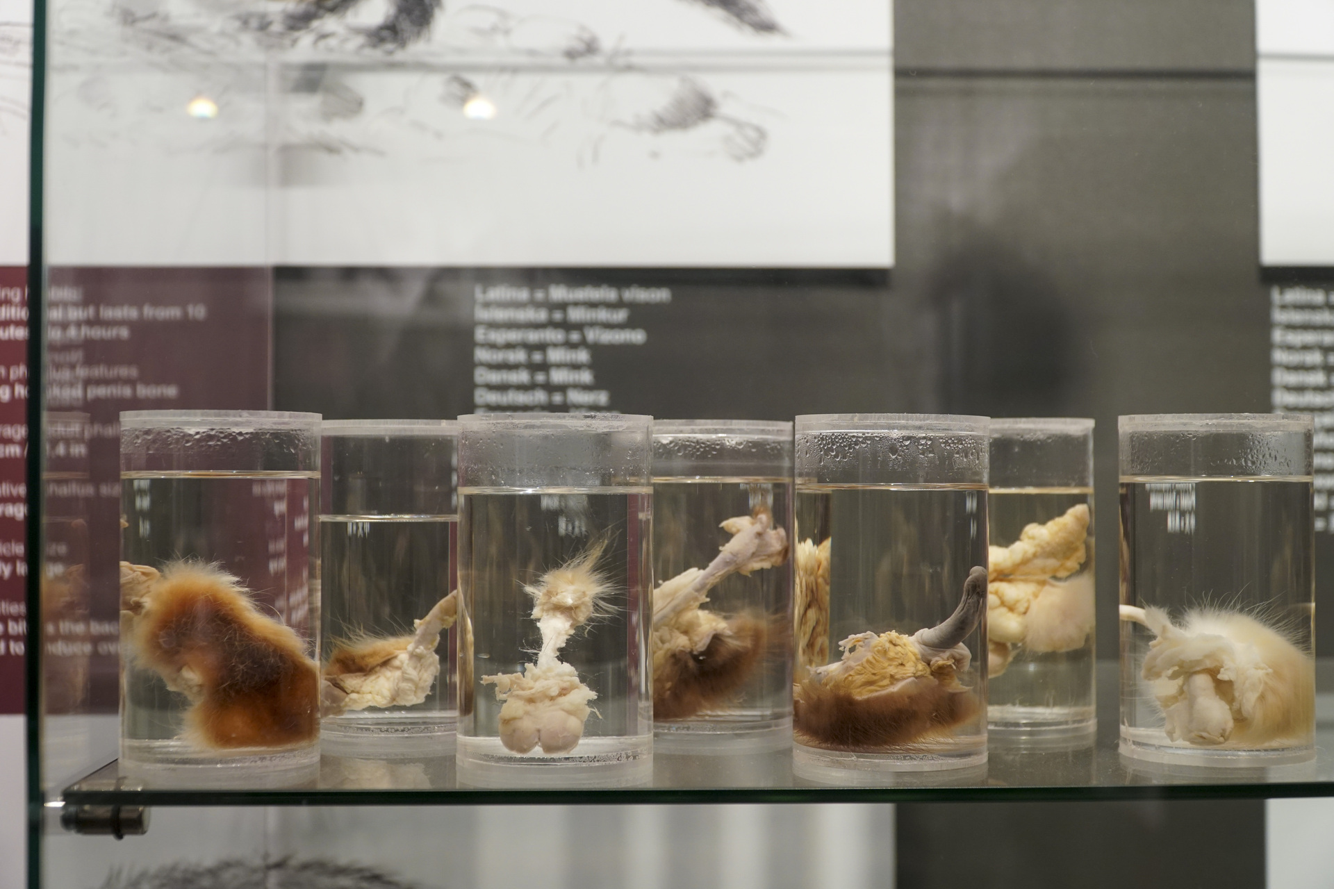 La Faloteca Nacional de Islandia, un peculiar museo con muestras de todo el mundo