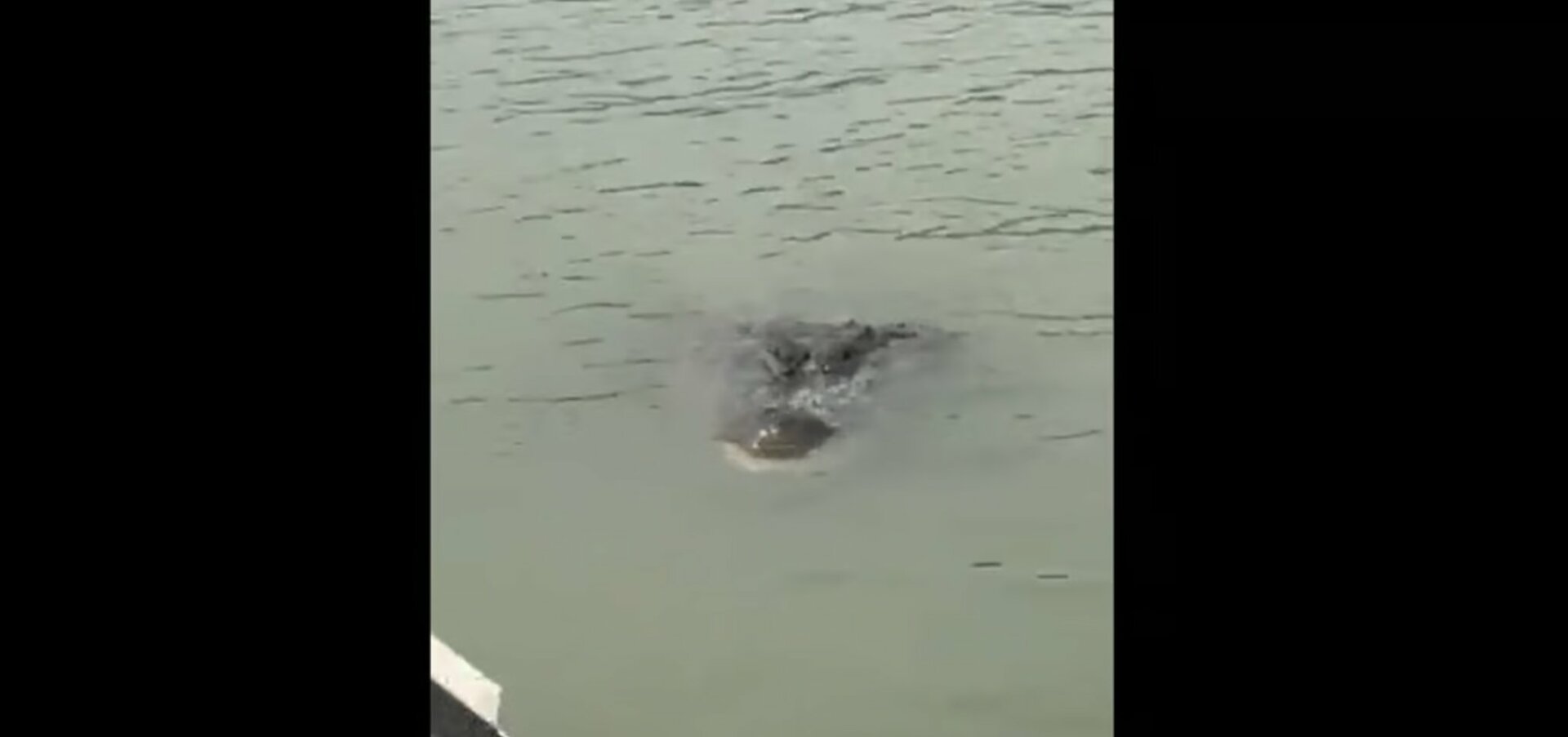 VIDEO: Detectan cocodrilo en aguas del río Bravo cerca de Eagle Pass