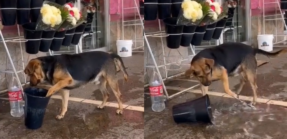 un perro puede sobrevivir a un golpe de calor