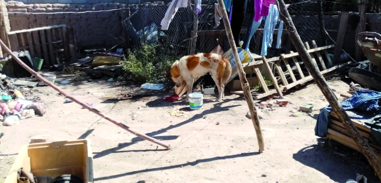 Van 1,265 atendidos por mordidas de