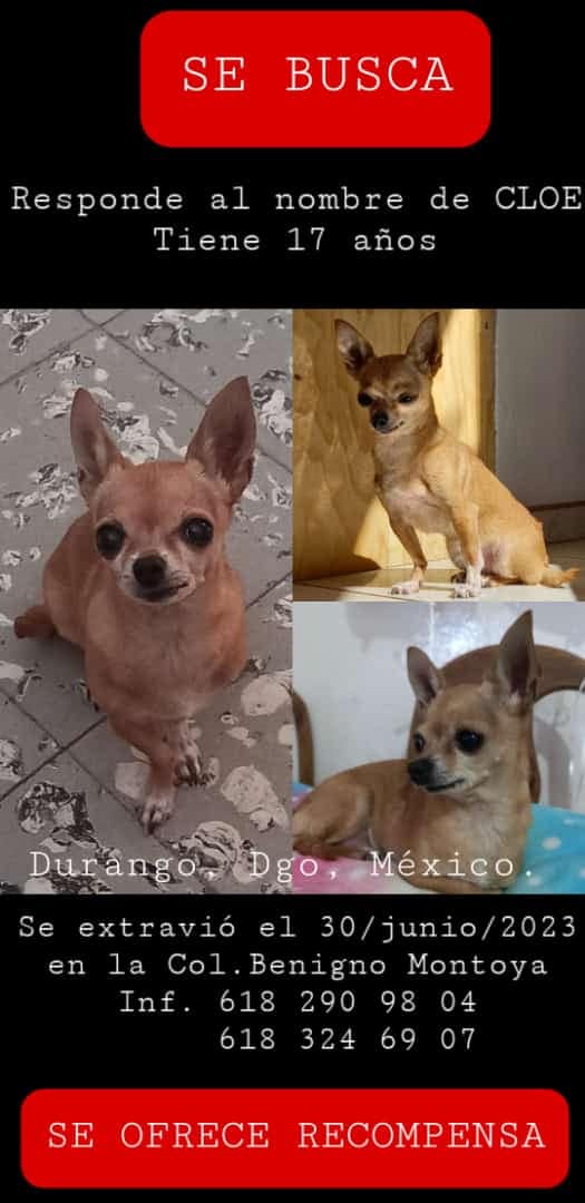 Facebook viral: joven pone cartel para que tengan cuidado con su perro,  pero descubren que solo era chihuahua, Tendencias