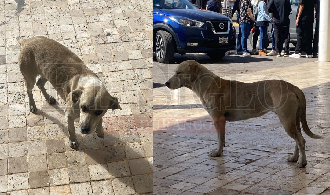 Buscan hogar para ‘La Güera’, una perrita callejera de bulevar Politécnico