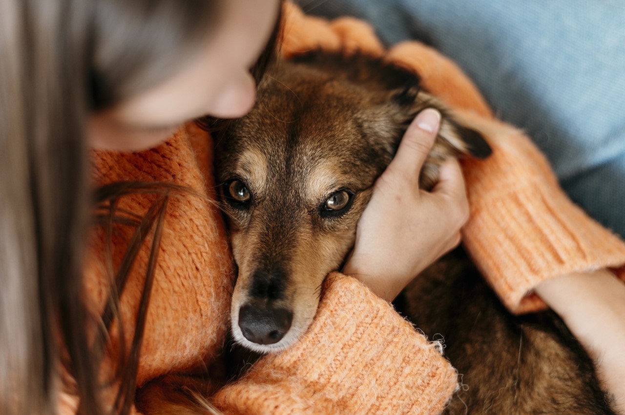 Pirotecnia y animales: ¿Por qué no es bueno para las mascotas?