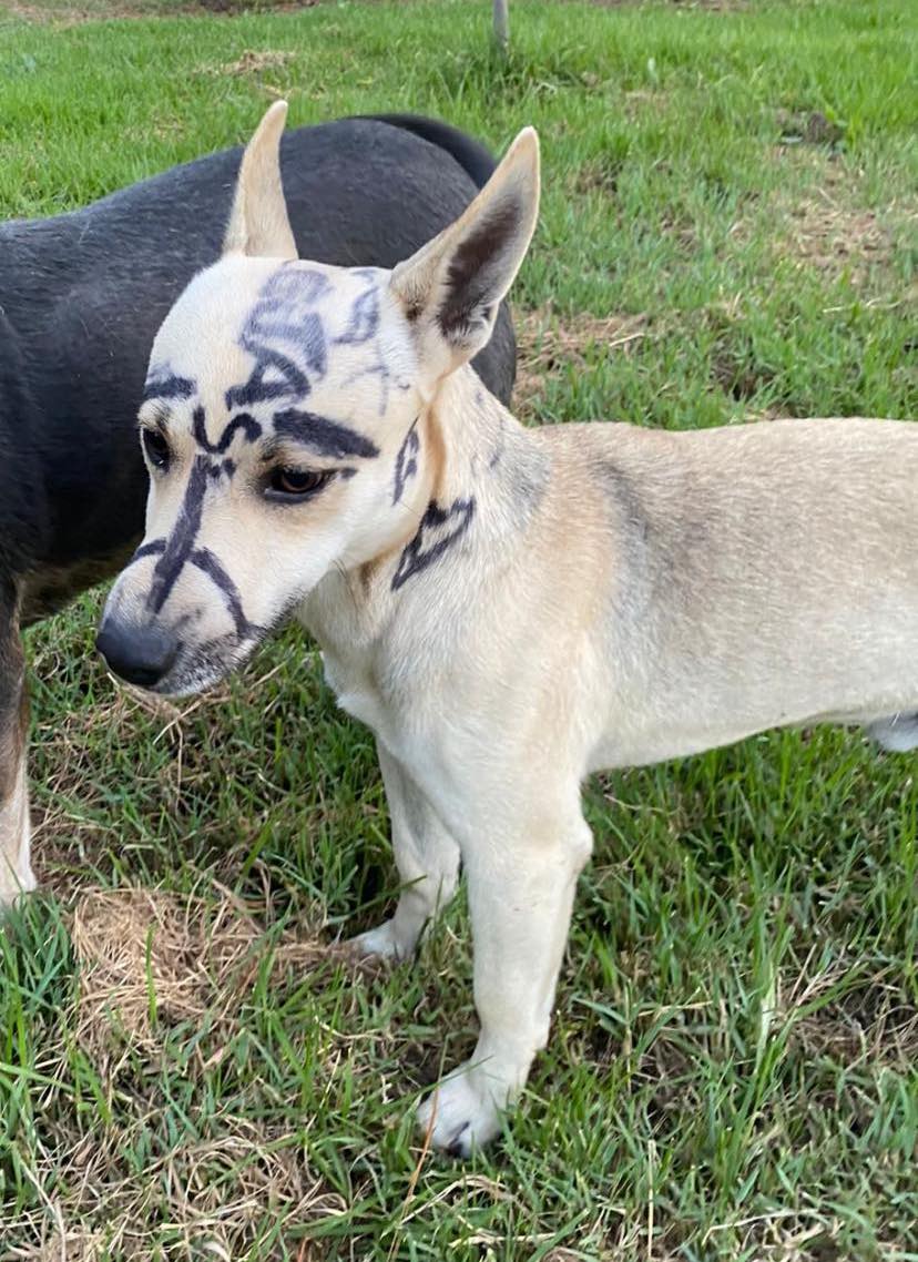 como reporto un perro encontrado