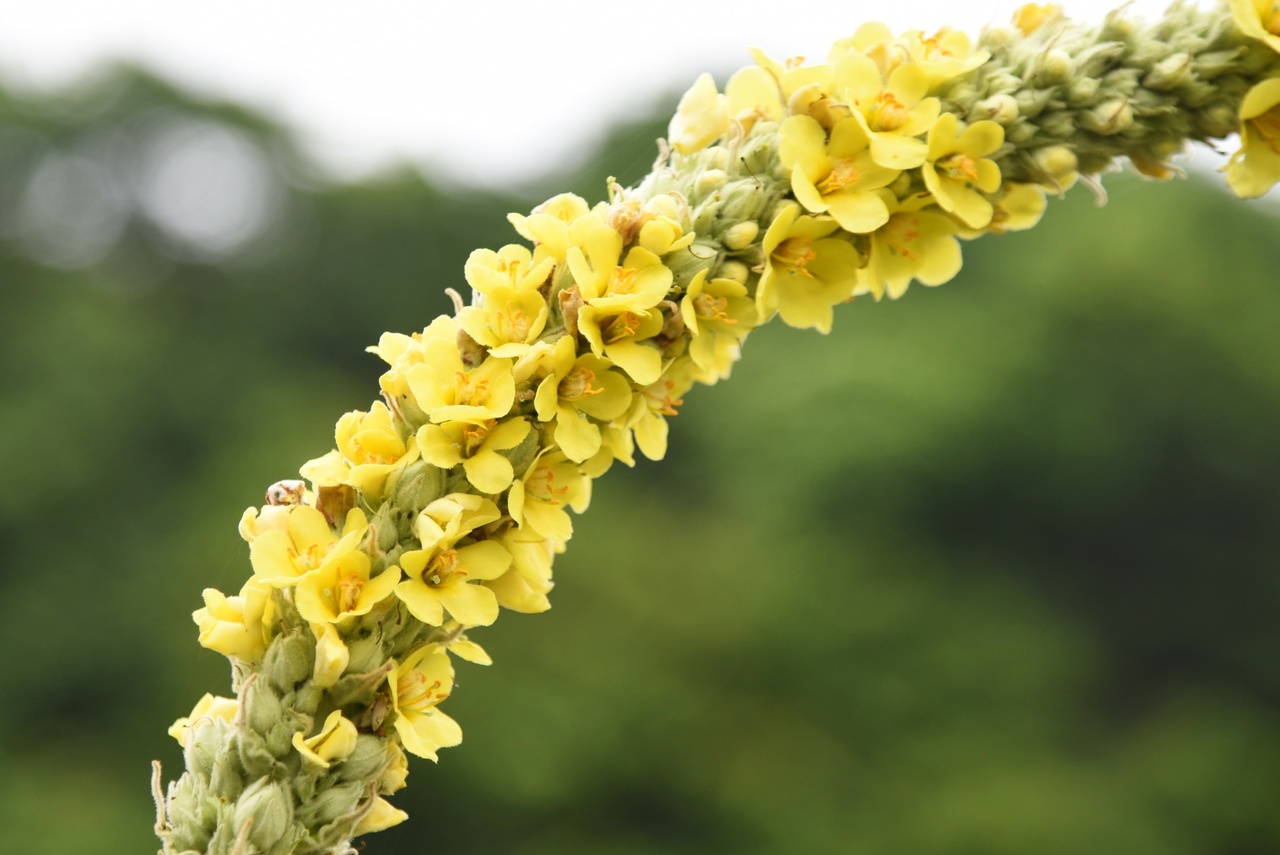 Mullein as Home Remedy