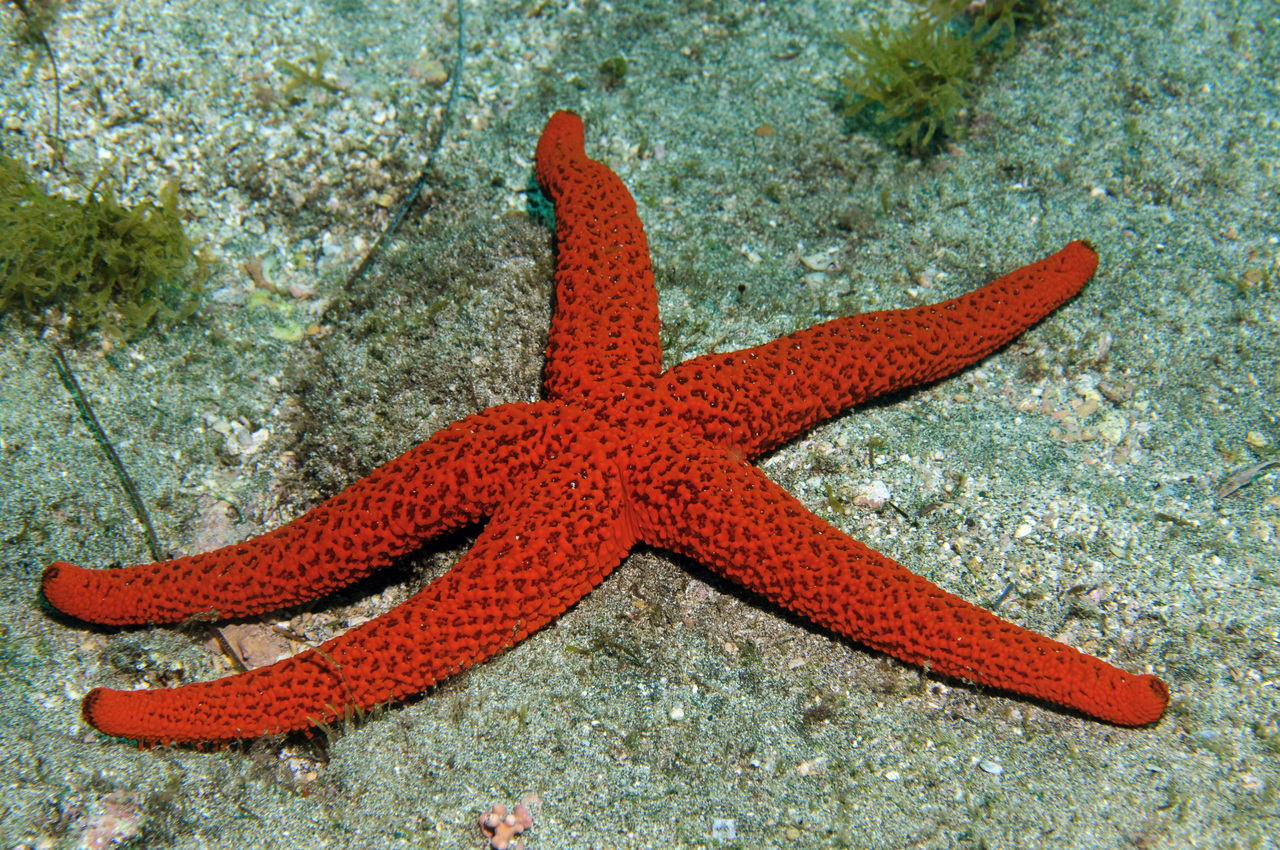 La ciencia descubre por fin dónde tiene la cabeza la estrella de mar: el  sorprendente hallazgo