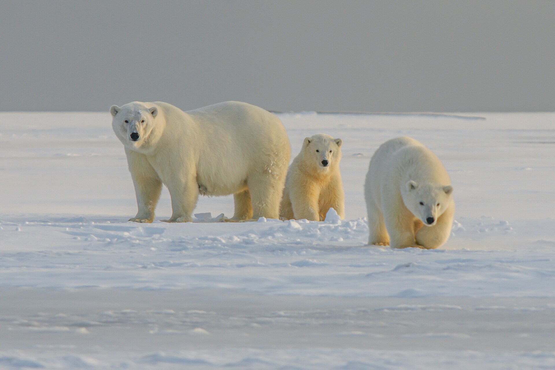 Por qué el oso polar necesita hielo para sobrevivir?