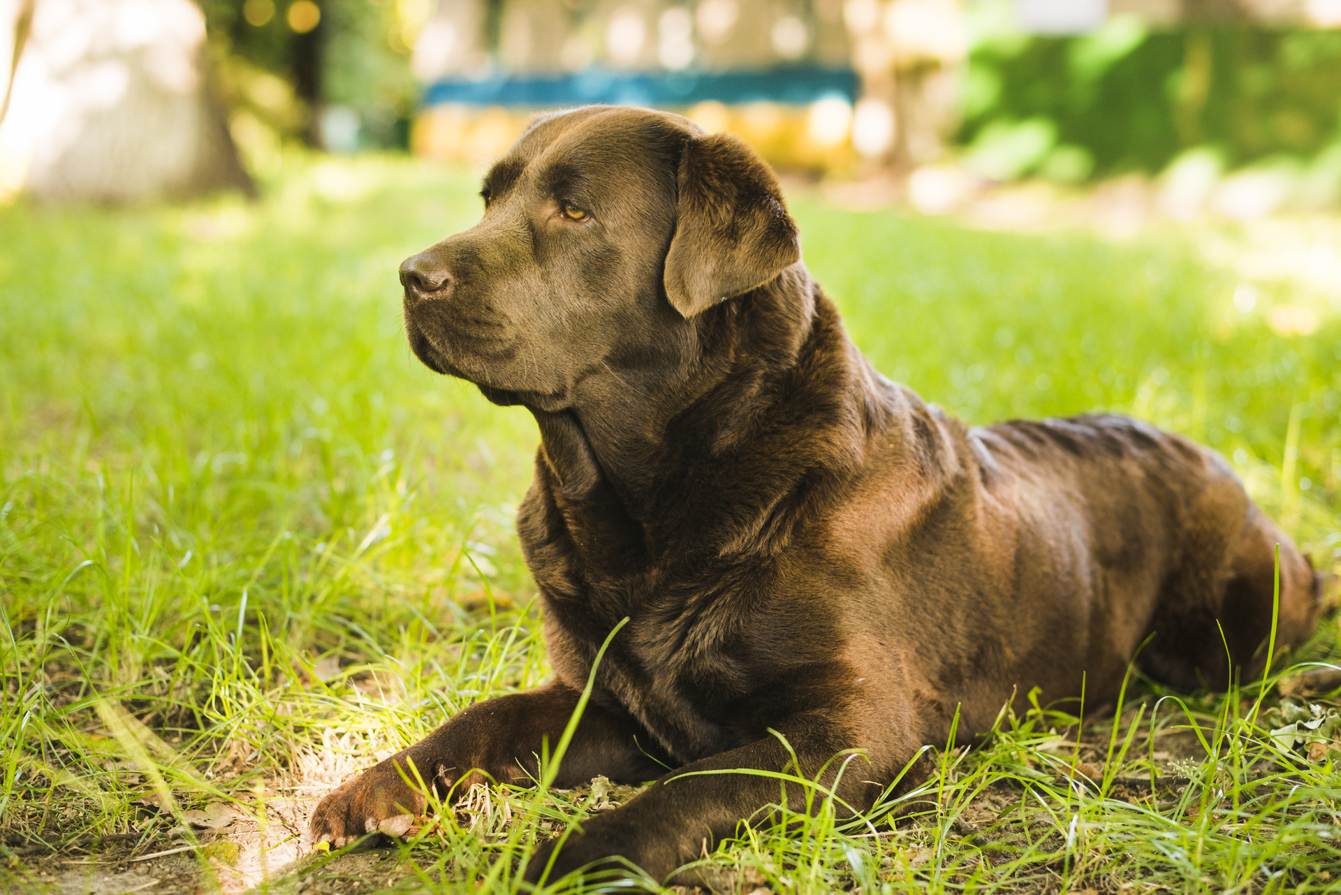 Los perros grandes o con el morro chato viven menos que los pequeños