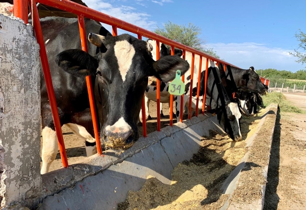 Se desploma 30% el precio de ganado