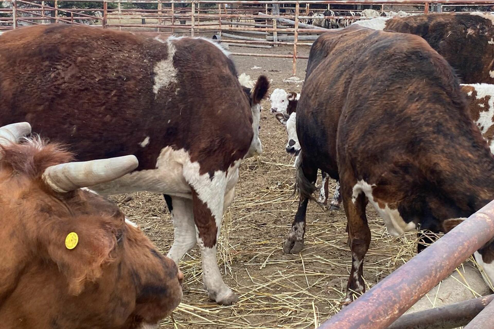 Piden mejorar combate contra el gusano barrenador en Durango