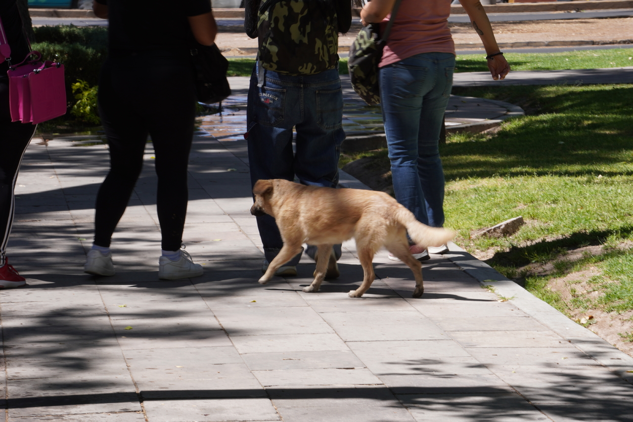 Convivencia. Salir con una mascota sirve para generar una mayor conexión entre esta y su familia.