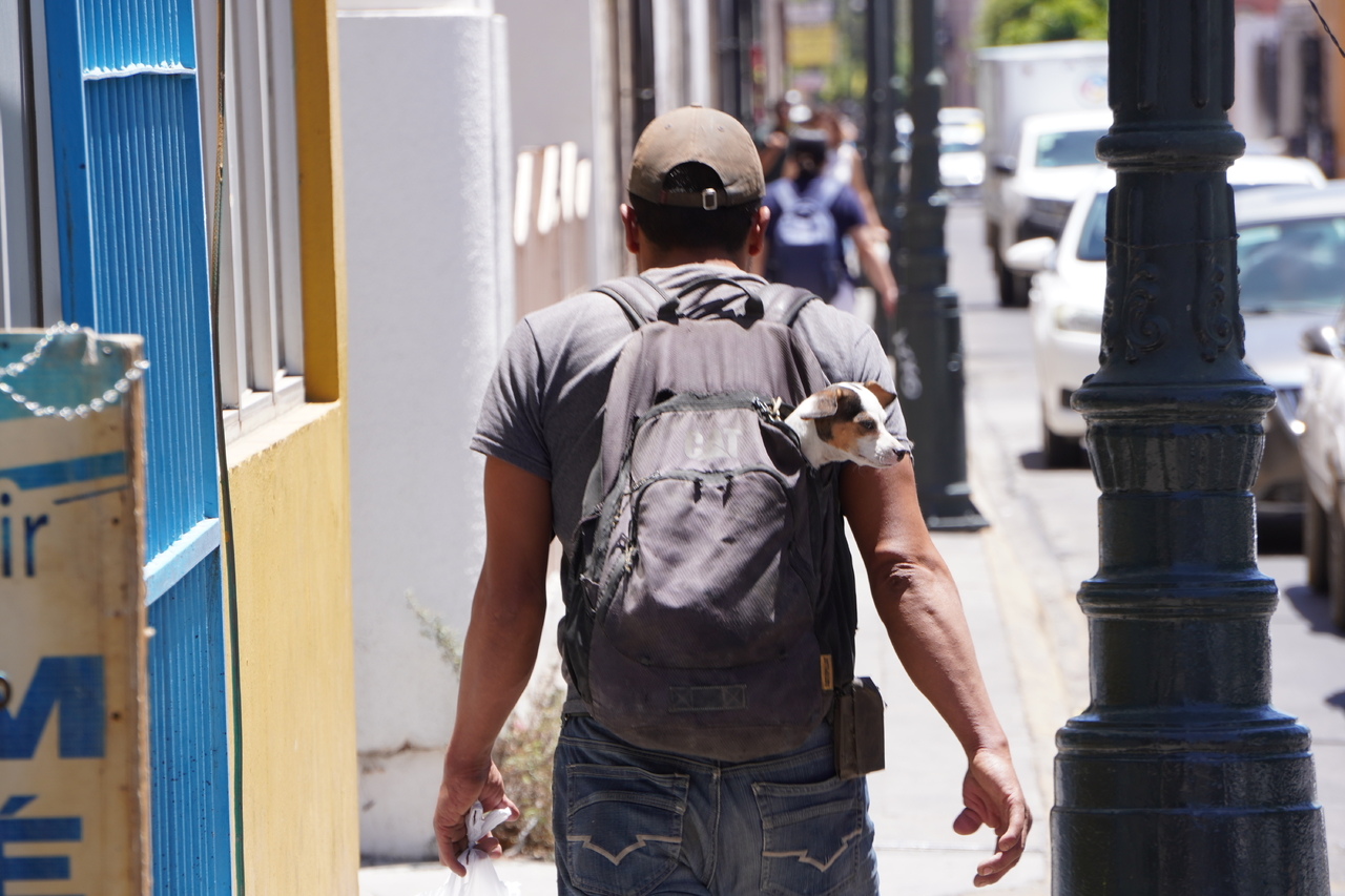 Cuidado. Algunas personas cargan a sus mascotas en bolsas o mochilas, las cuales no están diseñadas para ellos.