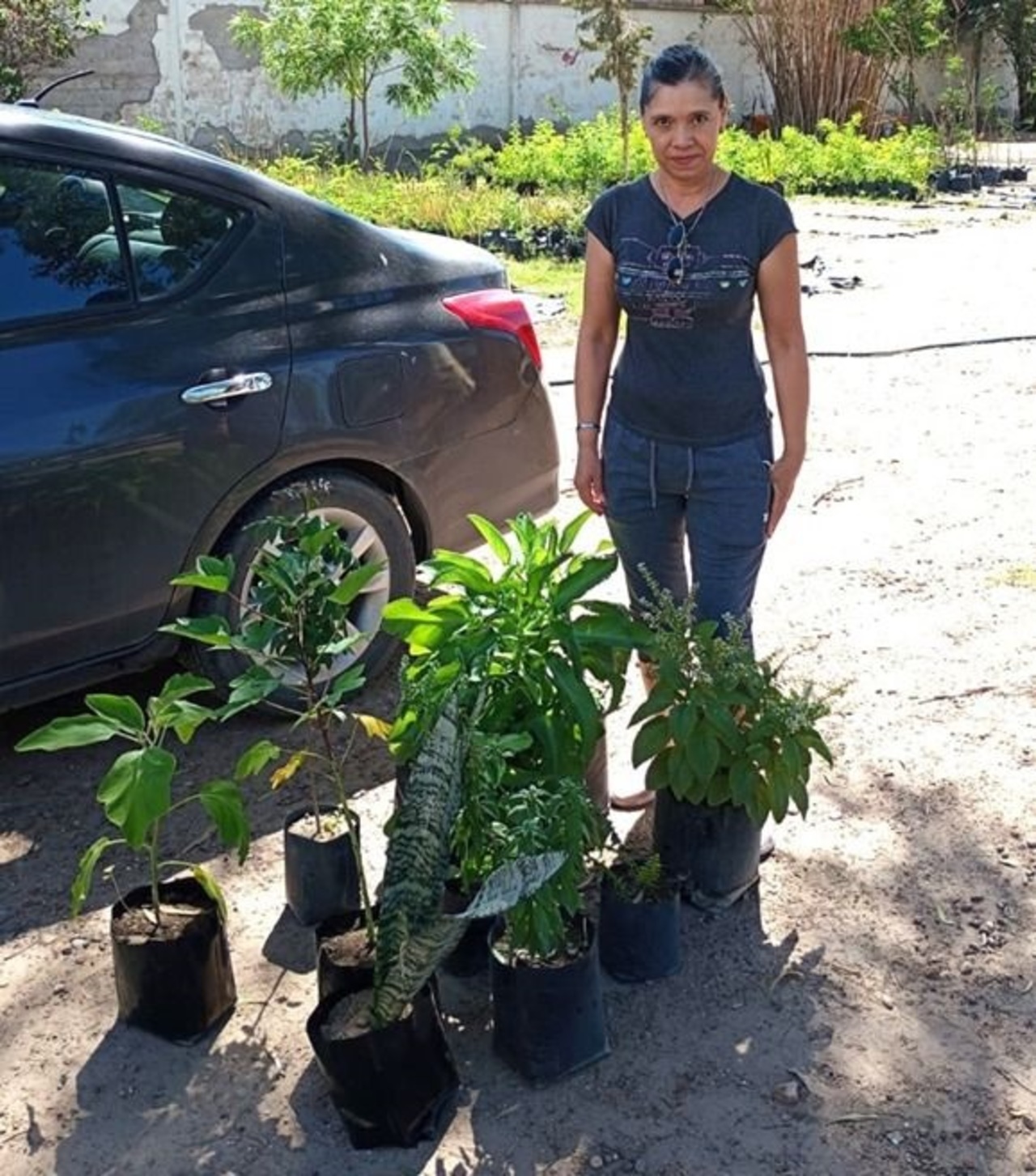 Lugar. Se ofrece la adopción gratuita de árboles en las oficinas ubicadas dentro del Parque La Esperanza.