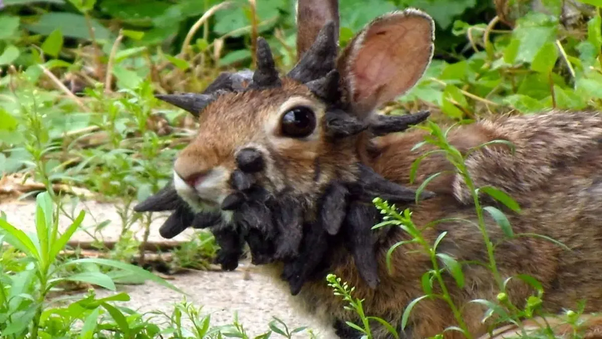 La impactante apariencia de estos animales ha llevado a los internautas a especular y presentar diversas teorías.