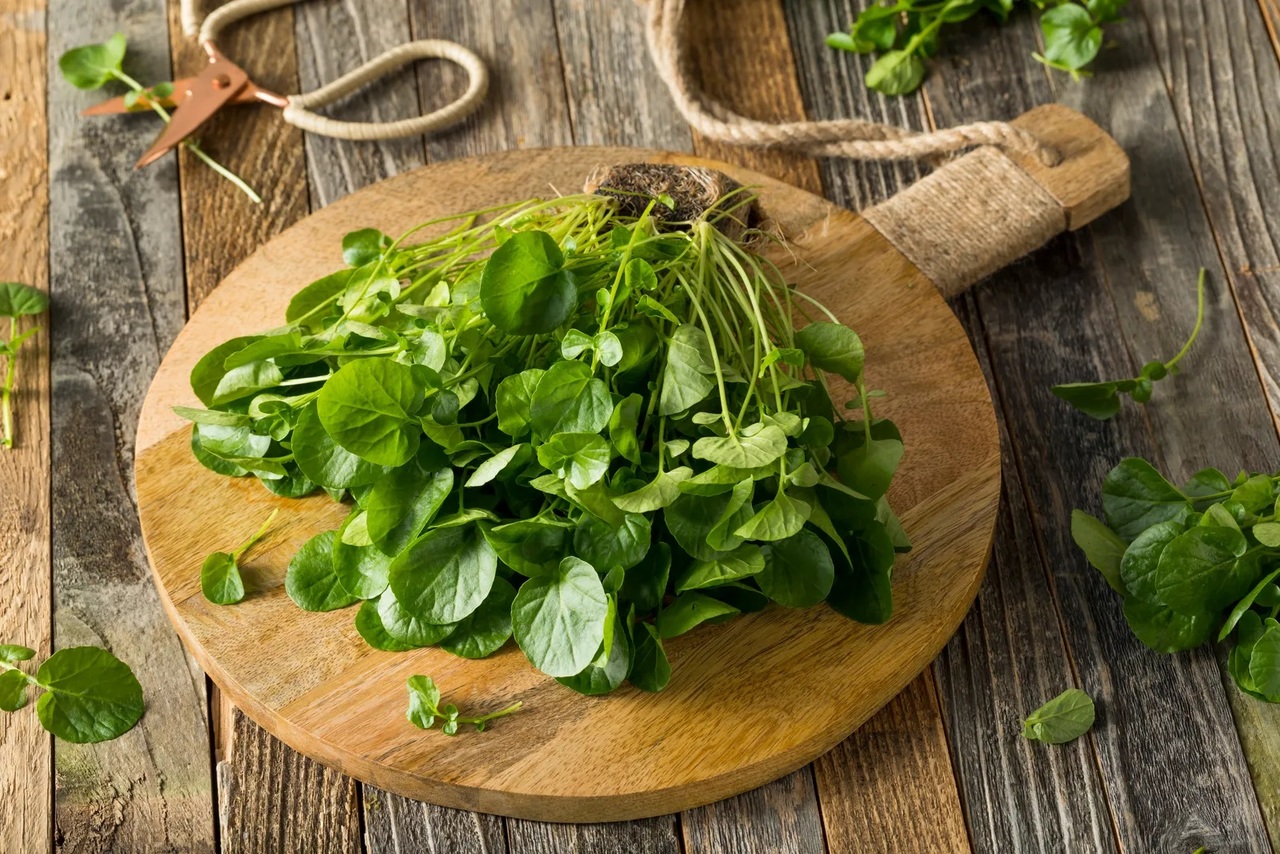 Benéfico. El berro es considerado el superalimento más saludable del mundo, por su alta densidad de nutrientes.