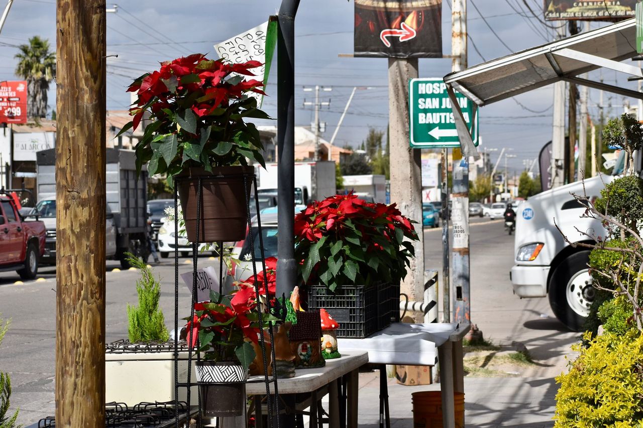 Aún hay. Floristas en la capital duranguense continúan promocionando las Nochesbuenas.