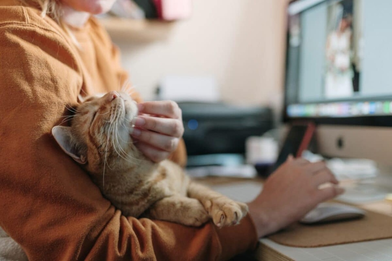 Adoptar significa ofrecer una segunda oportunidad a un animal y contribuir a reducir el abandono.
