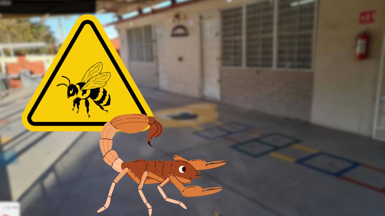 Alerta en escuelas: tres niñas hospitalizadas por picaduras durante clases