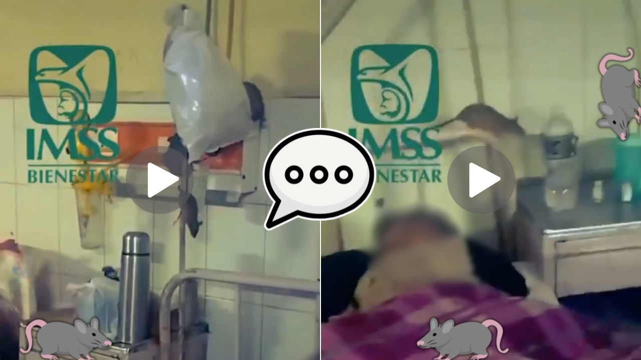 ¿Ratas entre camas de hospital del IMSS? Institución responde a video viral en redes sociales