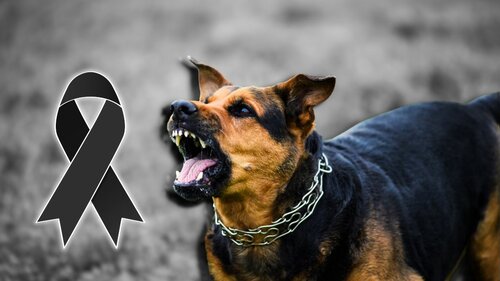 Hombre muere desangrado al intentar detener una pelea de sus perros dentro de su casa
